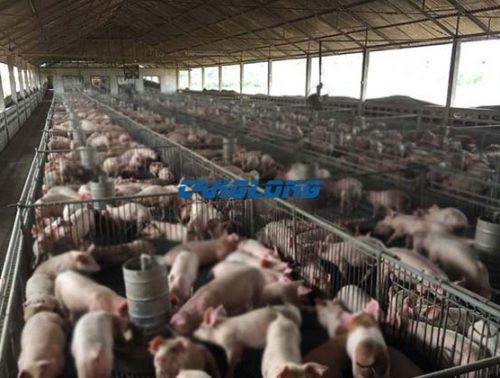 Steel Structure Pig Shed