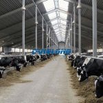 Steel Structure Cow shed