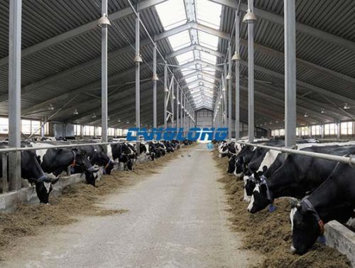 Steel Structure Cow shed