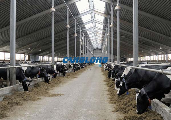 Steel Structure Cow Shed