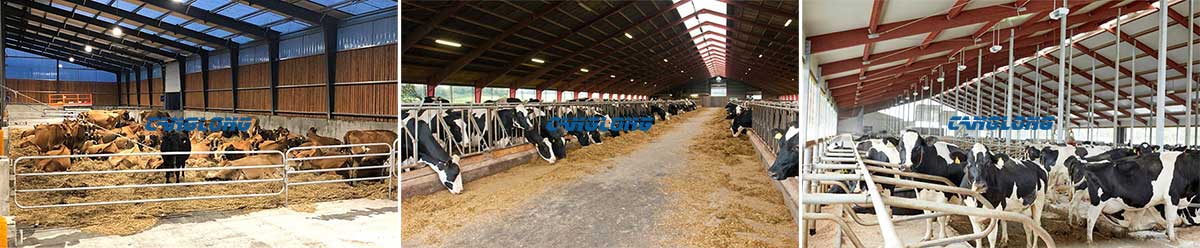 Steel structure cow shed