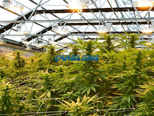 cannabis house