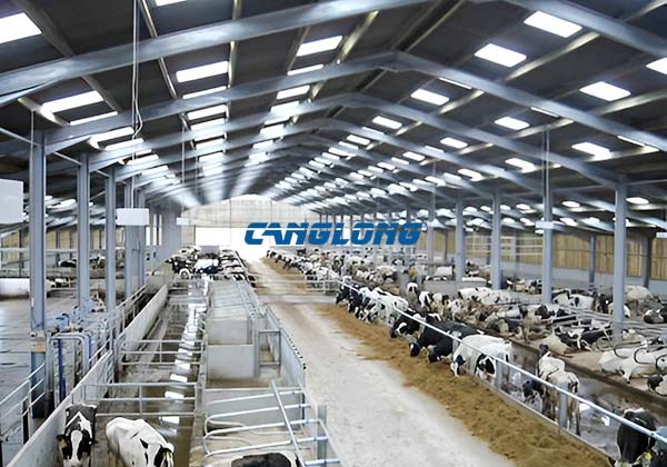 steel structure cowshed